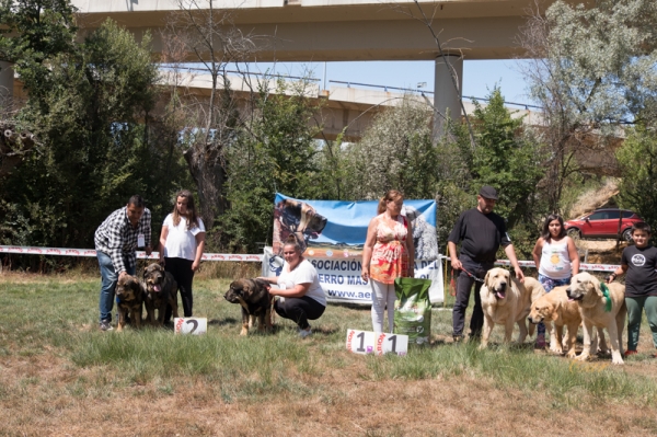 Finales: Mejor lota de cria - Fresno del Camino, León, Spain 11.08.2019
Keywords: 2019