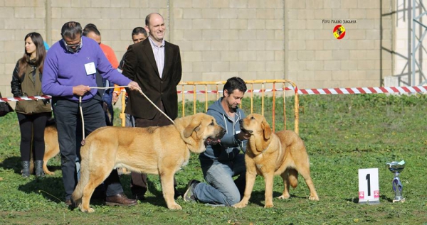 Podium Best Puppy - Mansilla de las Mulas 09.11.2014
2º Prometeus de Duelos y Quebrantos
1ª Izara de La Pirinola

Keywords: 2014