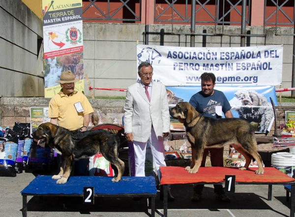 Best Puppy - Villablino 01.08.2015
2. Valle de Filandón 
1. Trota de la Rabiza 
Keywords: 2015