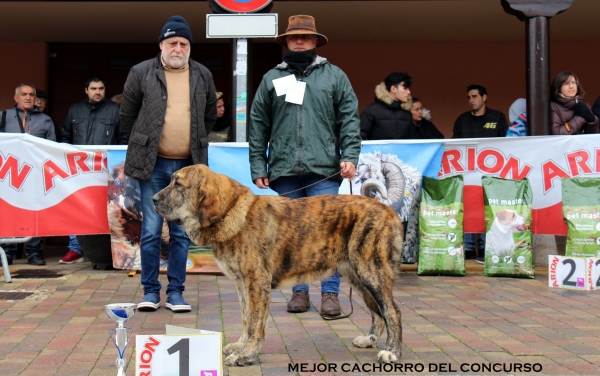 Nonia de los Zumbos, mejor cachorro del concurso - Mansilla de las Mulas, Spain 10.11.2019 
Keywords: zumbos