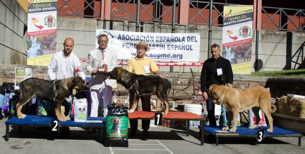 Best Puppy Males - Villablino 01.08.2015
2. Brio de Filandón 
1. Valle de Filandón 
3. Iroco de la Calella de Otur
Keywords: 2015