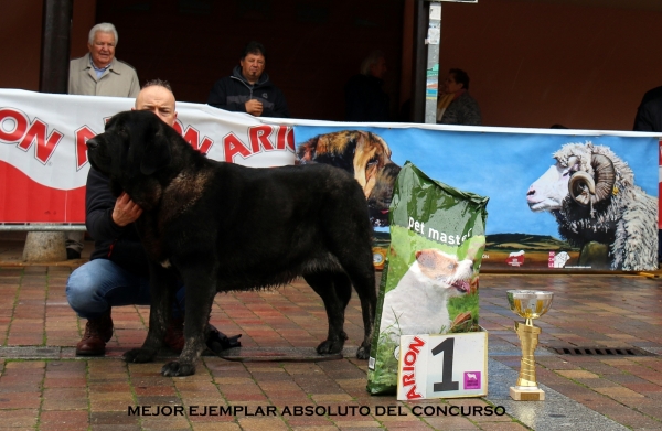 Nena de La Majada los Robles, mejor ejemplar del concurso - Mansilla de las Mulas, Spain 10.11.2019
