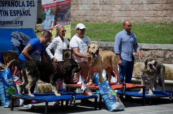 Best Intermediate Females - Villablino 01.08.2015
2. Braña de los Piscardos 
1. Celosa de Arasanz 
3. Cataleya de la Filtrosa

Keywords: 2015