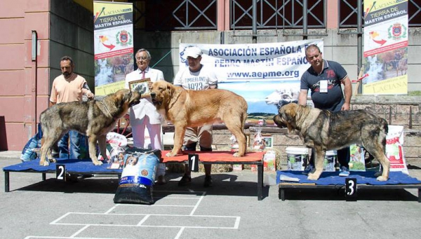 Best Intermediate Males - Villablino 01.08.2015
2. Forno de Reciecho 
1. Cardenal de Aarasanz 
3. Fuego de la Portiecha
Keywords: 2015