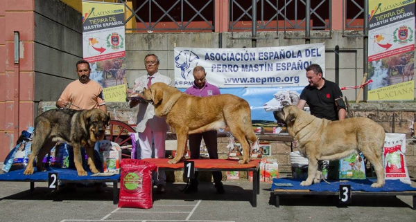 Best Young Males, Villablino 01.08.2015
2. Tacho de Reciecho
1. Aquiles de la Majada los Robles 
3. Nell de Toranzo
Keywords: 2015