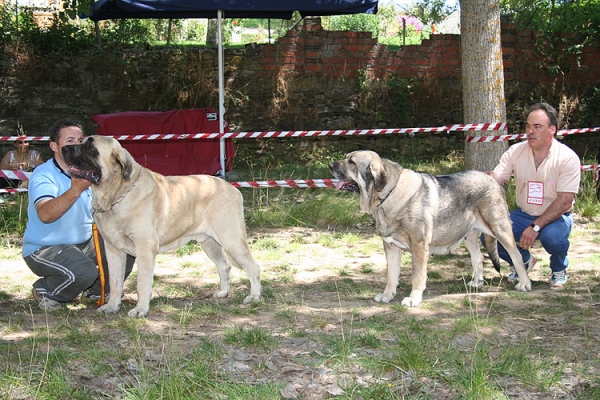 Sansón & Oda de Valdejera - Best Male & Best Female - Puebla de Sanabria, Zamora, 23.07.2006
Sansón: (Ordono x Princes de Vega de Albares)
Oda: (Ch. Cañon de Fuente Mimbre x Selva)

Photo: Juan Garrido -  © Copyright
 
Keywords: 2006