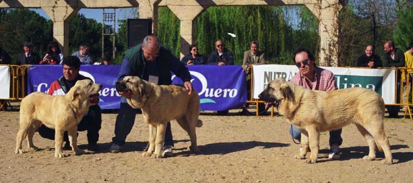 Melchor de Campollano: VG 3 - León de Autocan: VG 2 - Recio de Valdejera: VG 1 - Puppy Class Males, Monográfica AEPME, Palencia 1999
Melchor: Ortüno del Espinillo x Flecha de Campollano - Born: 05.11.1998
León: Niño de Los Mesones x Tormenta de Autocan - Born: 11.09.1998
Recio: Golfo de Valdejera x Ch. Iris de Valdejera - Born: 07.10.1998

Photo: Jonas Nielsen. © Copyright  
Keywords: 1999