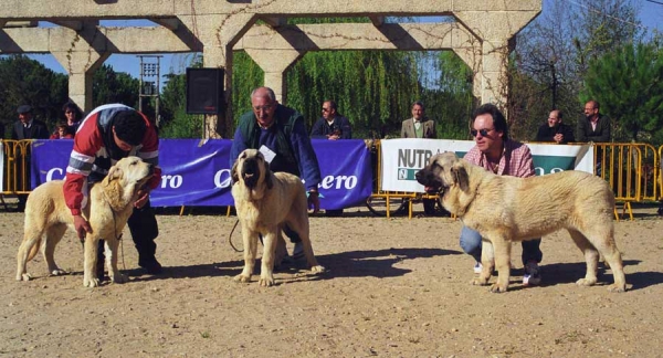 Melchor de Campollano: VG 3 - León de Autocan: VG 2 - Recio de Valdejera: VG 1 - Puppy Class Males, XIX Monográfica AEPME, Palencia 1999
Melchor: Ortüno del Espinillo x Flecha de Campollano - Born: 05.11.1998
León: Niño de Los Mesones x Tormenta de Autocan - Born: 11.09.1998
Recio: Golfo de Valdejera x Ch. Iris de Valdejera - Born: 07.10.1998

Photo: Jonas Nielsen - © Copyright. 
Keywords: 1999