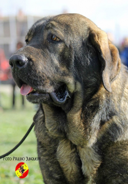 Milano de Fuente Mimbre: Open Class Males - Mansilla de las Mulas, Spain 09.11.2014
Keywords: 2014 fuentemimbre head portrait cabeza