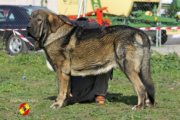 Milano de Fuente Mimbre: Open Class Males - Mansilla de las Mulas, Spain 09.11.2014
Keywords: 2014 fuentemimbre