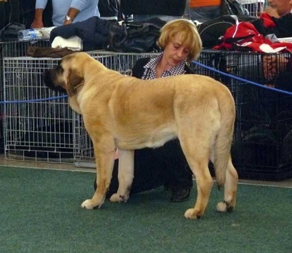 Misterio Dorado Mastibe: very promissing - Puppy Class Females, World Dog Show 2009, Bratislava
