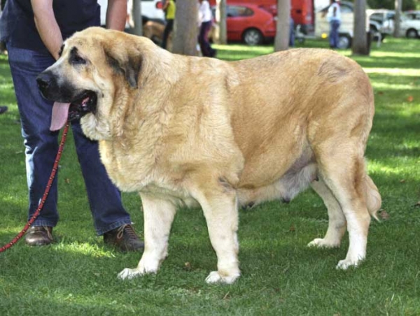 Mola - September 2004
(Hercules de las Cañadas x Pas de la Valleja)  

