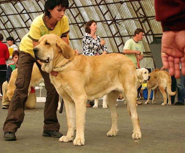 Amie Con Fundo: Exc.1, CAJC, Club young winner - Young Class Females, Club Show Moloss Club CZ, Mlada Boleslav, Czech Republic - 16.05.2009 
Keywords: 2009 confundo