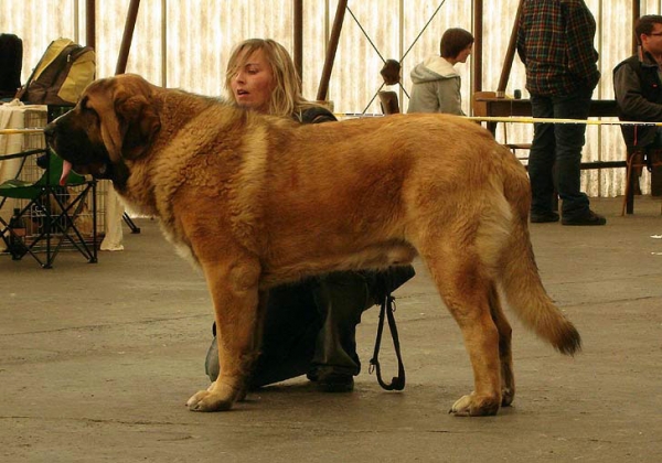 Aragon vom Eisinger Land: Exc.1, CAC - Intermediate Class Males, Club Show Moloss Club CZ, Mlada Boleslav, Czech Republic - 16.05.2009 
Keywords: 2009 sokol