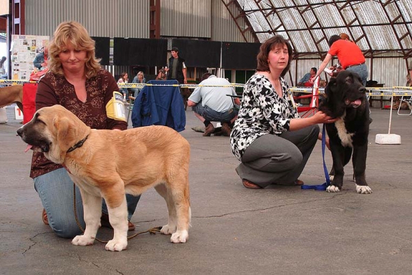 Baby Class Males - Casto de Torreanaz: Very promising 2 & Nalon Bears de Lunava: Very promising 1, Prima baby - Club Show Moloss Club CZ, Mlada Boleslav, Czech Republic - 16.05.2009 
Keywords: 2009