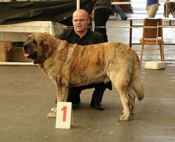 Cypress Hill Lu Dareva: Exc.1, CAC, Club Winner, BOB, BIS - Champion Class Males, Club Show Moloss Club CZ, Mlada Boleslav, Czech Republic - 16.05.2009 
Keywords: 2009 ludareva