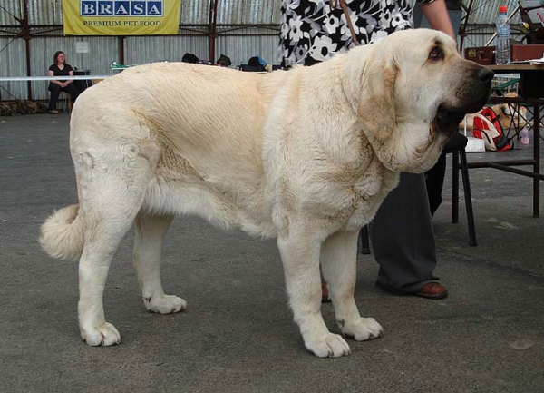 Lois Tornado Erben: Exc.1, CAC - Champion Class Females, Club Show Moloss Club CZ, Mlada Boleslav, Czech Republic - 16.05.2009 
Keywords: 2009 tornado