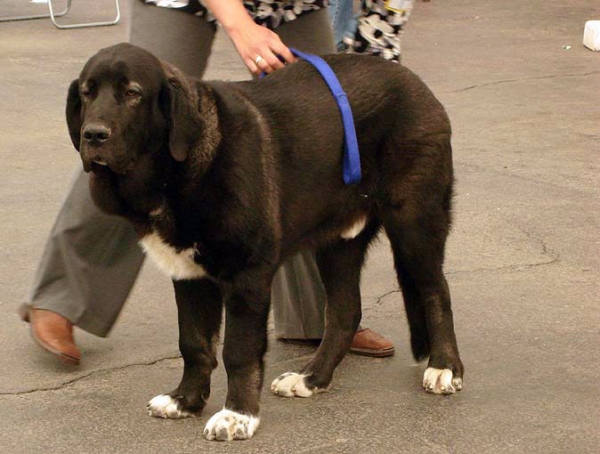 Nalon Bears de Lunava: Very promising 1 - Baby Class Males, Club Show Moloss Club CZ, Mlada Boleslav, Czech Republic - 16.05.2009 
Keywords: 2009 tornado