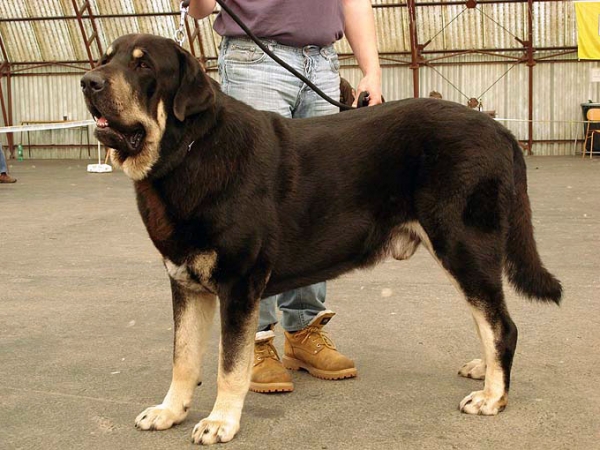 Rodo de Valdejera: Exc.1, CAC - Open Class Males, Club Show Moloss Club CZ, Mlada Boleslav, Czech Republic - 16.05.2009 
Keywords: 2009 bubakova