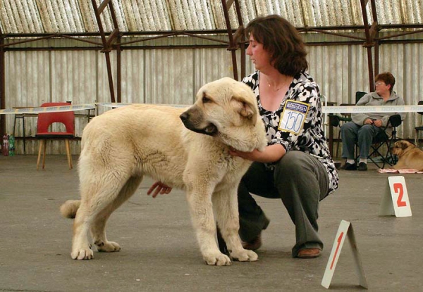 Sereno Tornado Erben: Very promising 3 - Puppy Class Males, Club Show Moloss Club CZ, Mlada Boleslav, Czech Republic - 16.05.2009 
Keywords: 2009 tornado