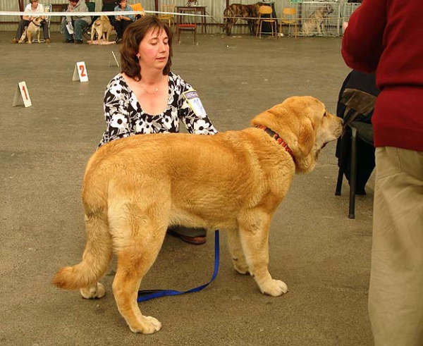 Sofia Sol Tornado Erben: Very promising 1 - Puppy Class Females, Club Show Moloss Club CZ, Mlada Boleslav, Czech Republic - 16.05.2009 
Keywords: 2009 tornado