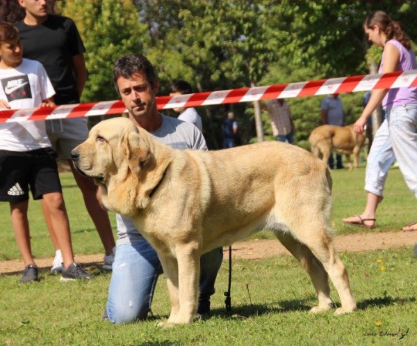 XXXVIII Monográfica Nacional AEPME - Gordoncillo, Leon 08.09.2018
Keywords: 2018