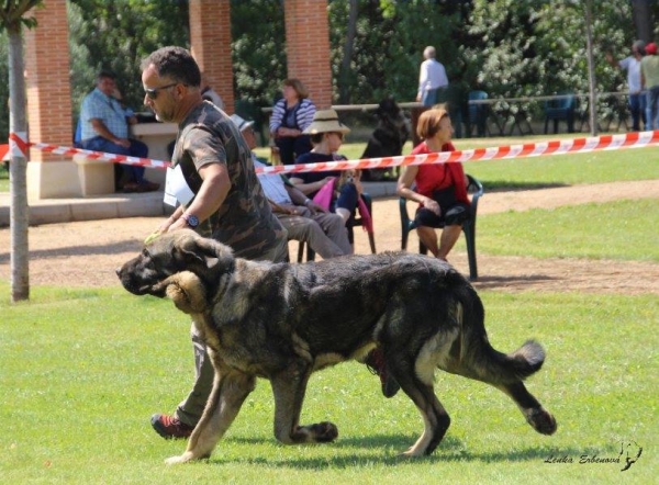 XXXVIII Monográfica Nacional AEPME - Gordoncillo, Leon 08.09.2018
Keywords: 2018 tierraorbigo