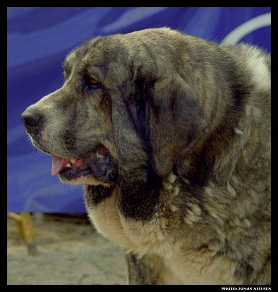 Romba de Trashumancia - Open Class Females, Good - Monográfica AEPME 1999
(Rombo de Trashumancia x Roja de Trashumancia)
Born: 14-04-1995
Breeder: Luis Esquiró Bolaños
Owner: José Vicente Segarra Casanova

Photo: Jonas Nielsen. © Copyright


Keywords: trashumancia 1999 head portrait cabeza