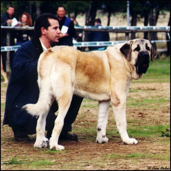 Martino de Fuente Mimbre - Young Class Males, Very Good 2 - XXI Monográfica AEPME 2001
(Ch. Ulises de Ablanera x Laia de Fuente Mimbre)
Born: 13-12-2000 
Breeder: Mariano Santos González
Owner: Raúl Jiménez Bergés

  

Keywords: 2001