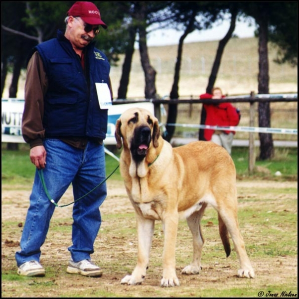 Ron de Autocan - Young Class Males, Exc. 3 - XXI Monográfica AEPME 2001
(León x Berta de Autocan)
Born: 29-09-2000
Breeder & owner: Isidro García Suárez


Keywords: 2001 autocan