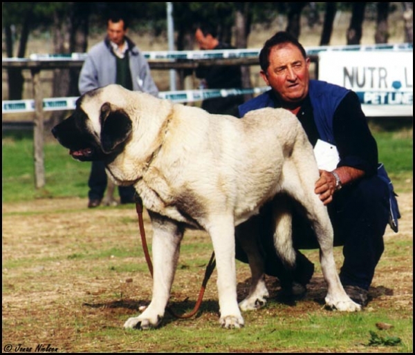 Triana III de Babia - Open Class Females, Exc. 2 - XXI Monográfica AEPME 2001
(Ch. Truman x Triana)
Born: 20-12-1996
Breeder: Pedro Alvarez Barriada 
Owner: Agustín Fernández Díez



Keywords: 2001 cuetonegro