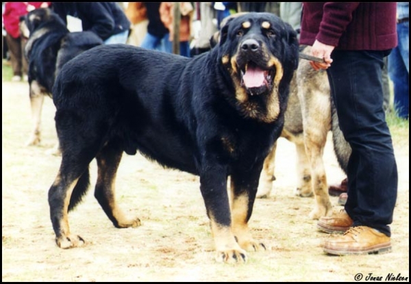 Baltasar de Campollano - Open Class Males, Exc. 2 - XXI Monográfica AEPME 2001
(Ortuño del Espinillo x Flecha de Campollano)
Born: 05-11-1998
Breeder: José Luis Moncada
Owner: Sergio de Salas


 

Keywords: 2001 pardo