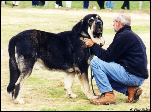 Ulises de Babia - Open Class Males, Exc. 1 CAC - XXI Monográfica AEPME 2001
(Ch. Truman x Brenda de Babia) 
Born: 30-01-1998
Breeder & owner: Pedro Álvarez Barriada



Keywords: 2001 babia