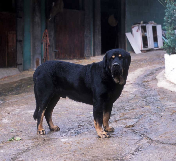 Baltasar de Campollano - photo from 2001 (as far as I remember)
(Ortuño del Espinillo x Flecha de Campollano)
Born: 5-11-1998
Breeder: José Luis Moncada
Owner: Sergio de Salas

Keywords: pardo