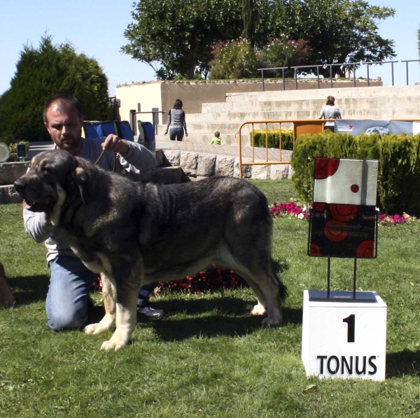 Morita: EXC 1ª, CAC, Best Female BIS - Open Class Females, XXVIII Monográfica AEPME, Valencia de Don Juan 13.09.2008	
(Cañon de Fuente Mimbre x Seda de Cueto Negro)  
Born: 0103.2005

Breeder: Ramón Sampedro Rodríguez
Keywords: 2008 campollano