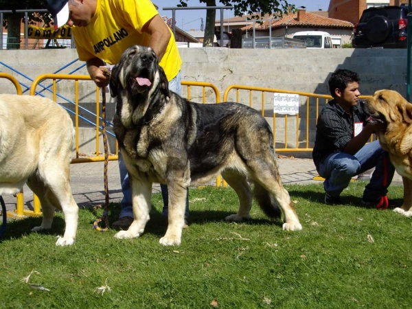 Morita: Exc. 4 - Open Class Females, XXVII Monográfica AEPME
Keywords: 2007 campollano