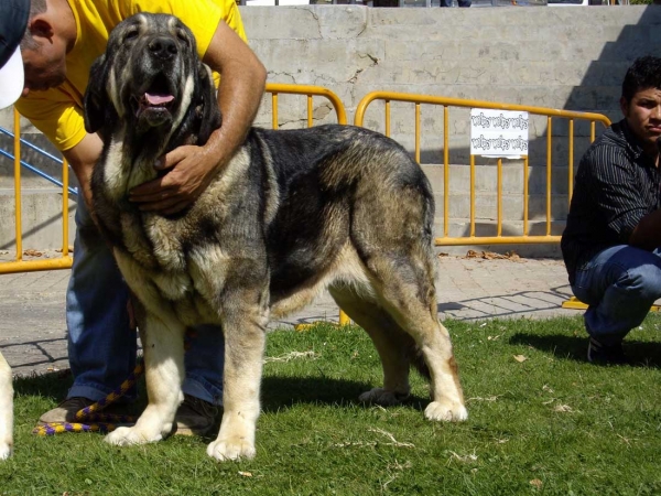 Morita: Exc. 4 - Open Class Females, XXVII Monográfica AEPME, 15.09.2007
Keywords: 2007 campollano