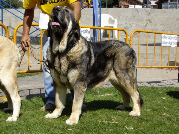 Morita: Exc. 4 - Open Class Females, XXVII Monográfica AEPME, 15.09.2007
Keywords: 2007 campollano