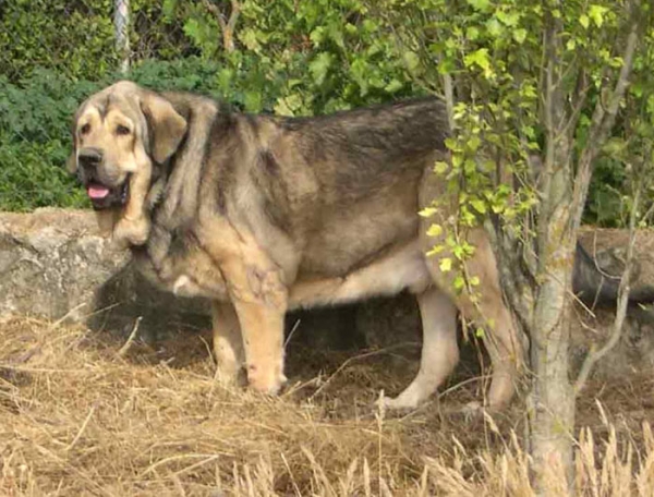 Moroco de Fuente Mimbre
Ch. Ulises de Ablanera x Ch. Margarita de Trashumancia  

