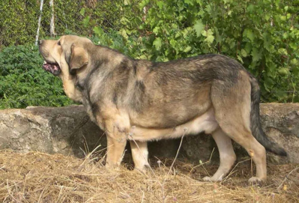 Moroco de Fuente Mimbre
Ch. Ulises de Ablanera x Ch. Margarita de Trashumancia  
 

