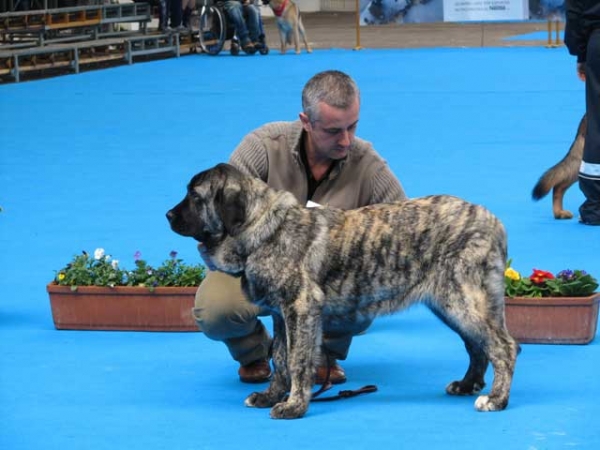 Pastora de Los Zumbos - Best Puppy, International show Torrelavega, Spain 18.03.2007
Bartolo de Antalmuhey x Sobria de Los Zumbos
Keywords: 2007 zumbos