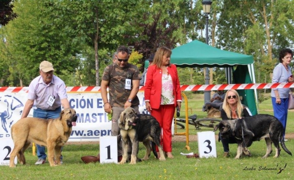 Muy cachorras hembras: 1. Linda de Tierra de Orbigo, 2. Cala de Autocan, 3. Diana del Tossal Gros - XXXVIII Monográfica Nacional AEPME - Gordoncillo, Leon 08.09.2018
Keywords: 2018