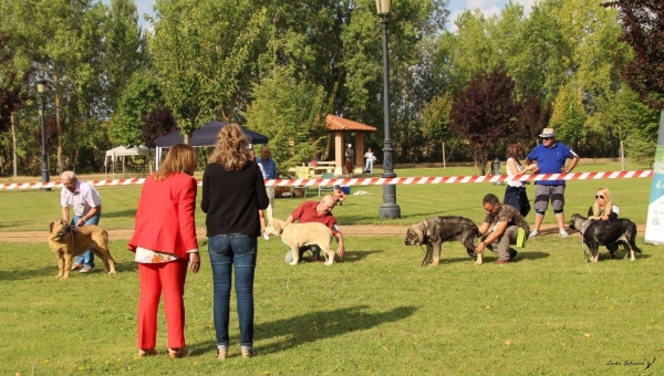 Muy cachorros hembras - XXXVIII Monográfica Nacional AEPME - Gordoncillo, Leon 08.09.2018
Keywords: 2018