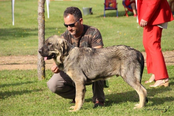 Muy cachorro macho: Leal de Tierra de Orbigo - XXXVIII Monográfica Nacional AEPME - Gordoncillo, Leon 08.09.2018
Keywords: 2018 tierraorbigo