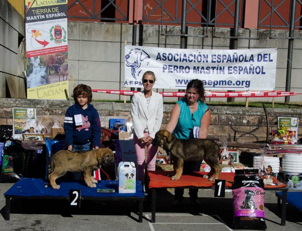 Young Puppies Females - Villablino 01.08.2015
Keywords: 2015