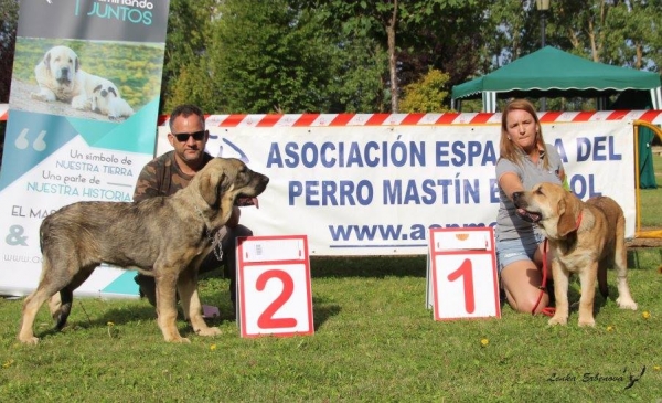 Muy cachorros machos: 1. Floky de Amdece de Nava, 2. Leal de Tierra de Orbigo - XXXVIII Monográfica Nacional AEPME - Gordoncillo, Leon 08.09.2018
Keywords: 2018