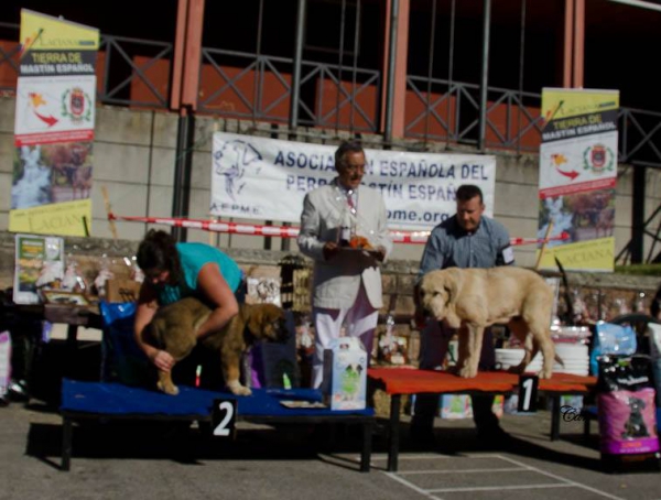 Young Puppies Males - Villablino 01.08.2015 
2. Yaco de la Camperona
1. Salvao de Chatrones 

Keywords: 2015