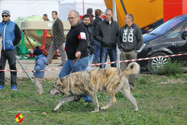 Nala de Ledoira: Open Class Females - Mansilla de la Mulas, Spain 09.11.2014
Keywords: 2014 Ledoira