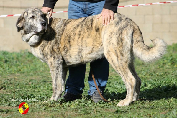 Nala de Ledoira: Open Class Females - Mansilla de la Mulas, Spain 09.11.2014
Keywords: 2014 Ledoira