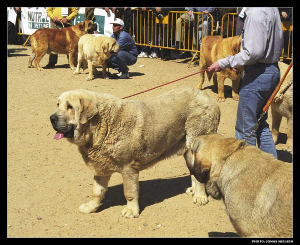 Nalón de Ablanera, Romulo de Mado-En, Trabuco de Trashumancia - Open Class Males - Monográfica AEPME 1999
Nalón de Ablanera (center) (Sultán de Trashumancia x Ch. Perla de Ablanera) - Breeder & owner: Angel Fernández
Romulo de Mado-En (Ch. Ciro x Canica de Mado-En) - Breeder Enrique Martínez, owner: Luis Esquiró Bolaños
Trabuco de Trashumancia (top left) (Jorgito de Trashumania x Desconfiada de Trashumancia) - Breeder & owner: Luis Esquiró Bolaños

Photo: Jonas Nielsen. © Copyright 
Keywords: ablanera Mado-En Trashumancia 1999